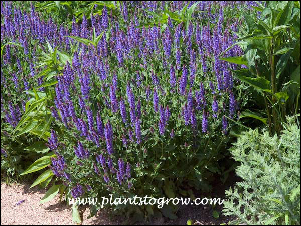 Blue Hill Sage (Salvia × sylvestris)
This planting is getting invaded by seedling Echinacea (Purple Cone Flower)